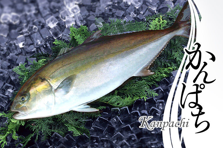 Kanpachi (Great amberjack)