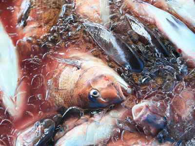 Features of Seapro’s brand fish, Ainan Usa-no Tai (Sea bream)
